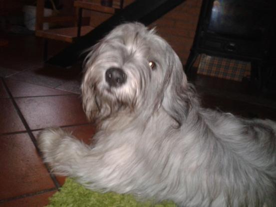 Rock en casita, descansando en su sitio favorito: la alfombra!! ;)
