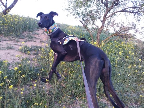 Rayo paseando.