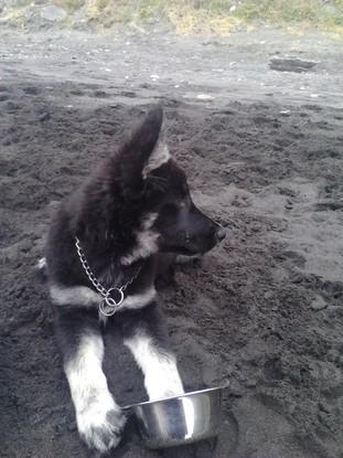 Bambú en la playa (4 meses)