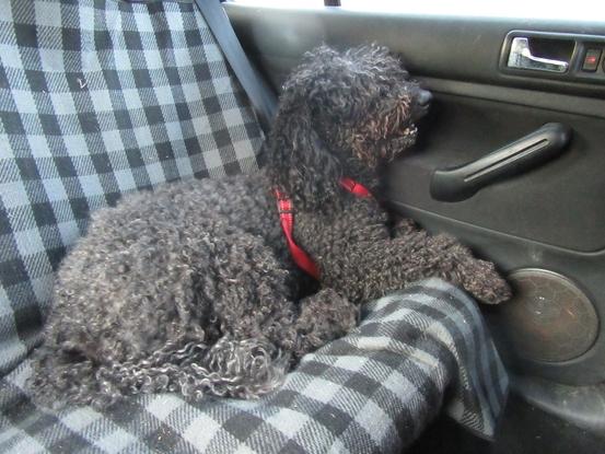 Teddy en el coche