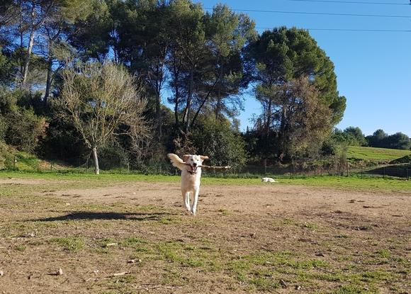 Hoju feliiz con su palo 