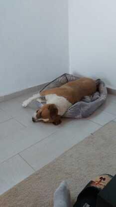 Comodo en su cama