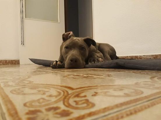 Hades super cansado despues de toda una tarde jugando