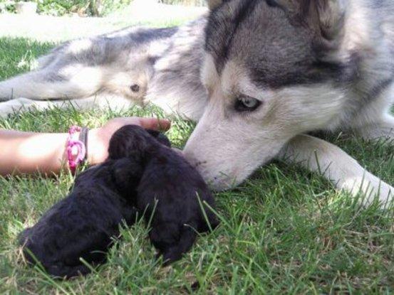 Draco conociendo a los cachorros de una amiga.