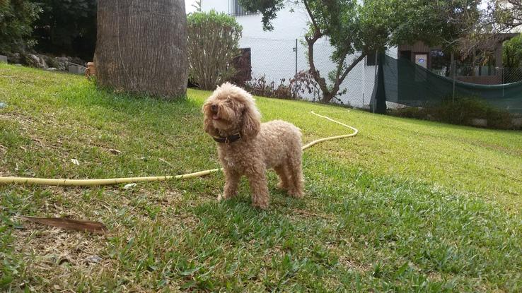 Lola. Caniche que cogio confianza rápido.