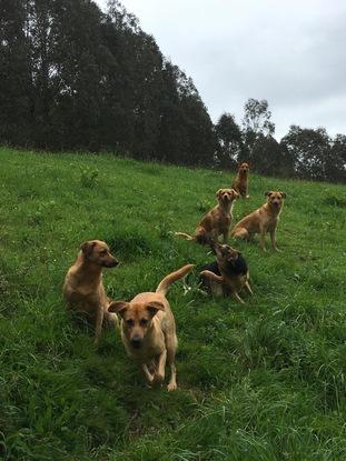 Mis perritas, que viven con mi madre, y de las que me encargo con asiduidad