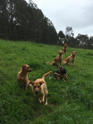 Mis perritas, que viven con mi madre, y de las que me encargo con asiduidad