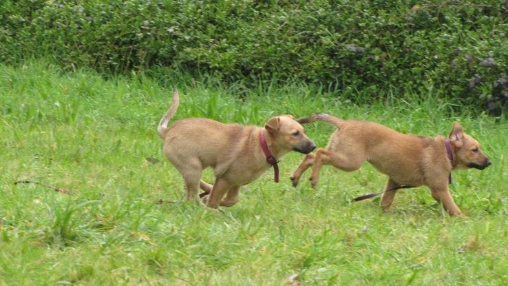 He cuidado varias veces a perros pequeños con menos de un año