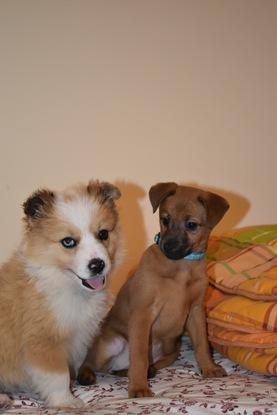 Viernes y Bimba, dos perritos de menos de un año que estuvieron a mi cuidado. 