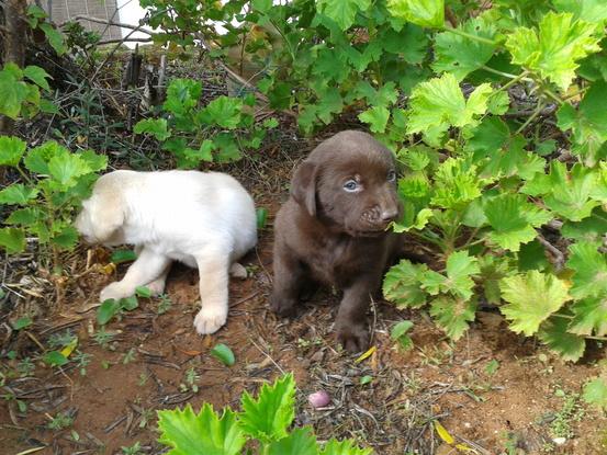 Cachorritos jugando en mi jardín.