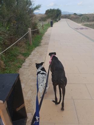 Pancho y Triana