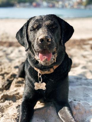 Draco en la playa 