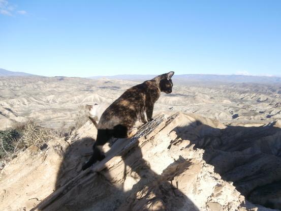 Con gatitos de excursión