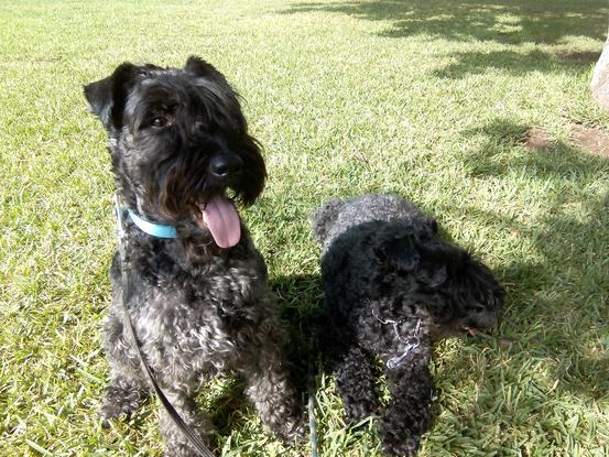 Paseando a estos dos simpáticos schnauzers