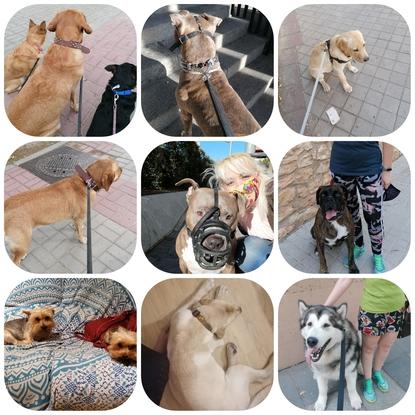 Diversos tamaños