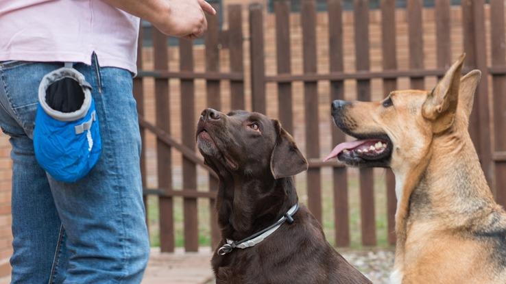 Educación canina