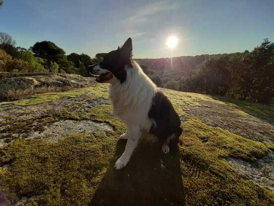 Paseos con mi border collie