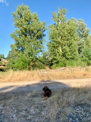 Descansando en la sombra con Fito (jul.2020)