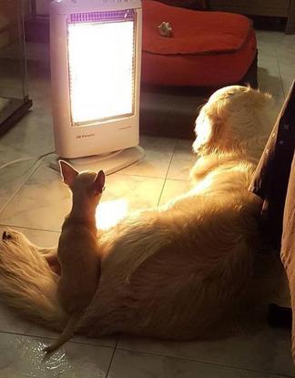 Cooper y Frida al calorcito