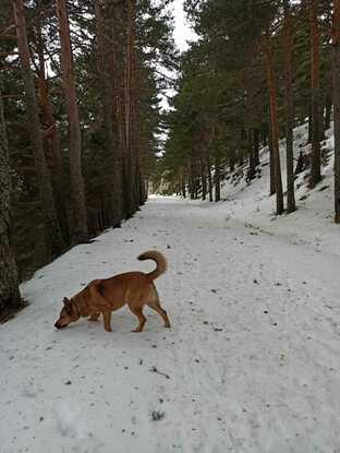 Oliendo la nieve