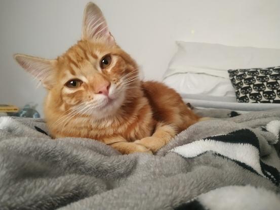 Este es Simba, el gatito de la casa.Tiene solo unos meses, pero ya se ha ganado el corazón de todos.