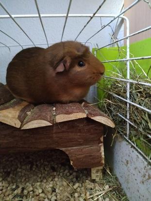 Robin. Es la cobaya de una amiga. Se alojó en mi casa durante varios días ya que ella estuvo fuera.