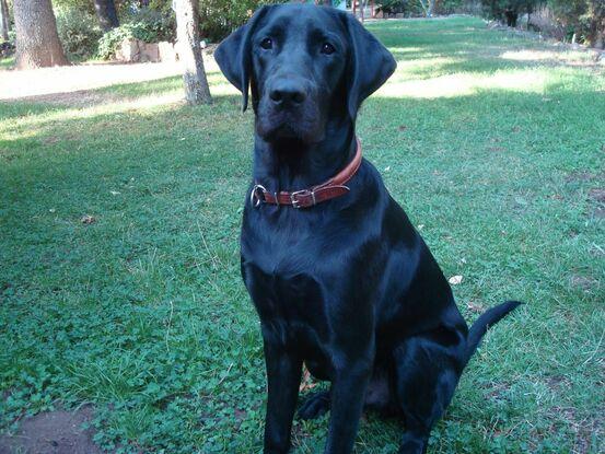 Nasur, perro labrador de la ONCE, en la casa de la sierra