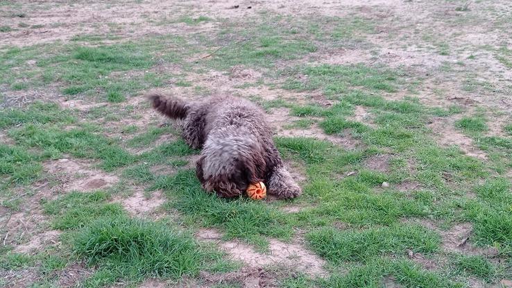 Jugando con Rita en el terreno