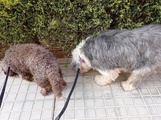 Paseo con Bruno y Rita