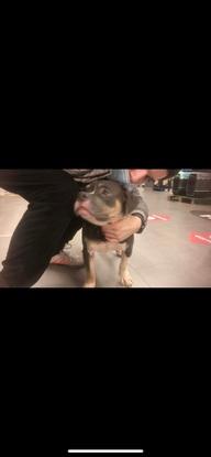 Un American bully