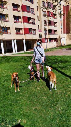 Opie. Cruze de galgo y podenco. Kika podenca ibizenca. +mis niñas Txula bodeguera y Tina podenca andaluza.🥰❤️😍