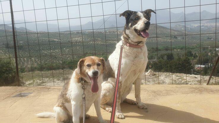 Lia y Vela de paseo
