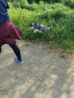 De paseo por el campo
