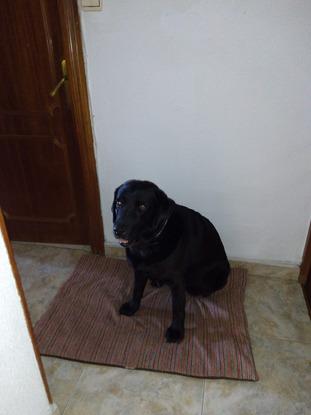 Corita la última perrita que cuide en mi casa!!!