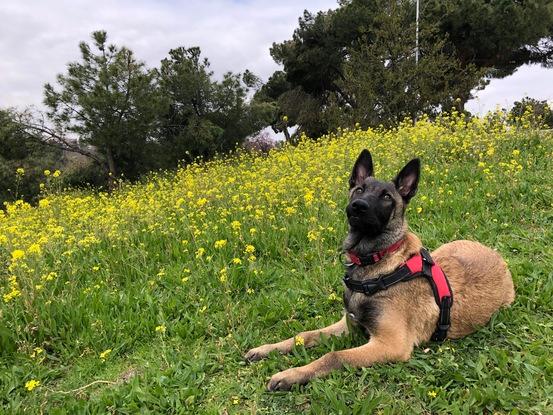 Primavera en el pinar