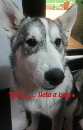 Lobito