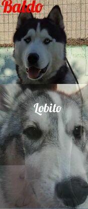 Lobito