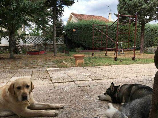 Tarde de relax con Ari la husky de ojos azules