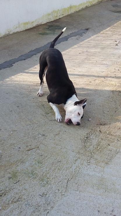 Cleo jugando con una piedra.