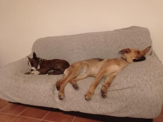 Echando la siesta en su sofá :)