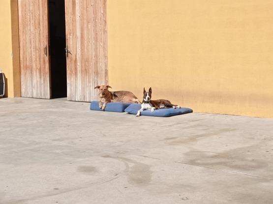 Tomando el sol en el patio :)