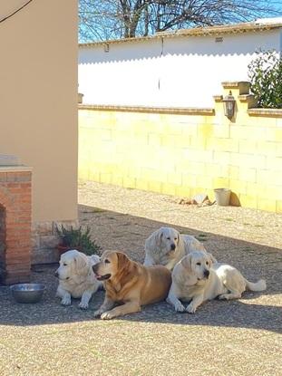 Al solito