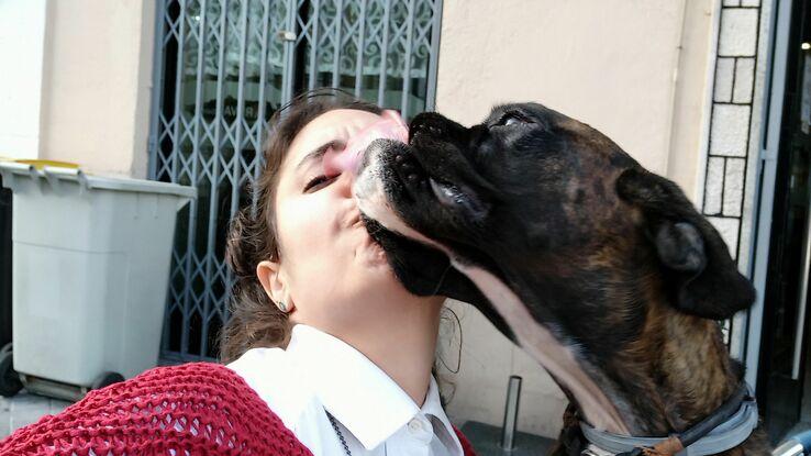 Cai , boxer de 3 años que le encanta correr, nos vamos juntas todas las noches a hacer ejercicios, pues su dueño prefiere que corra y se canse. Mucha energía. Bellísima y divertida.