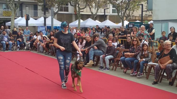Utah en desfile de adopción