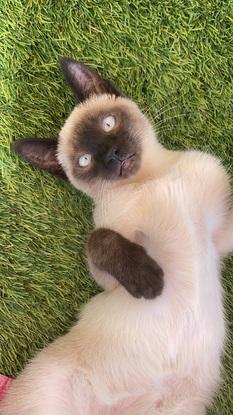 Mowgli