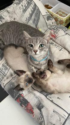 Zoe, Buñuelo y Mowgli