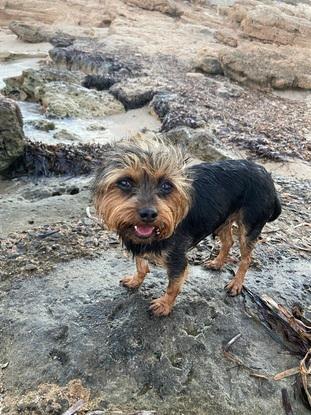 Baloo en la playa