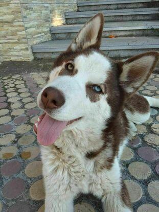 Esta es Maya, una cachorrita de husky que crié desde bebé