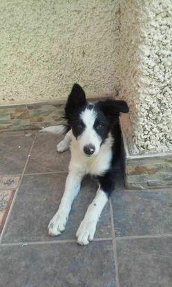 Y esta es safi, otra cachorrita de border collie que crié a biberón