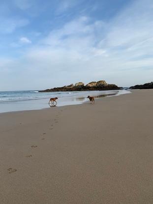 Thor y Zar en su primer día en la playa